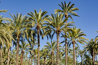 Elche — SEO local en Elche